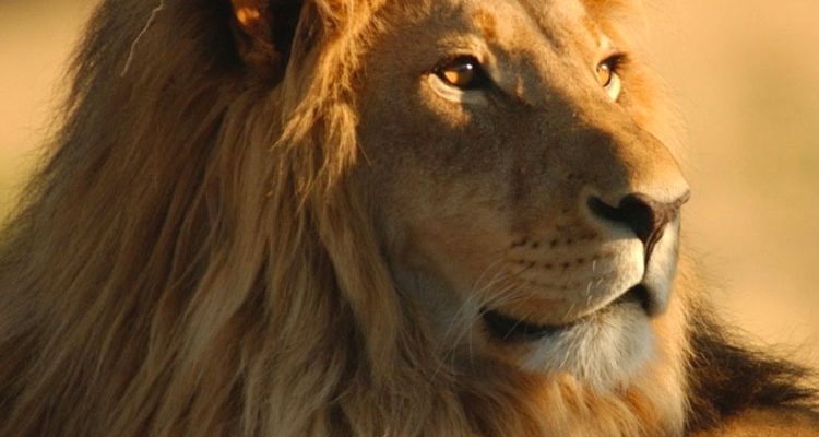 Leone