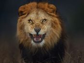 Leone