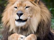 Leone