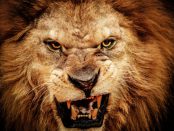 Leone
