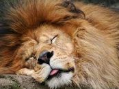 Leone dormiente